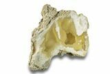 Agatized Fossil Coral Geode - Florida #271634-2